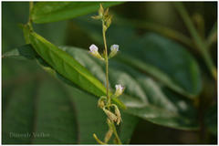 Teramnus mollis